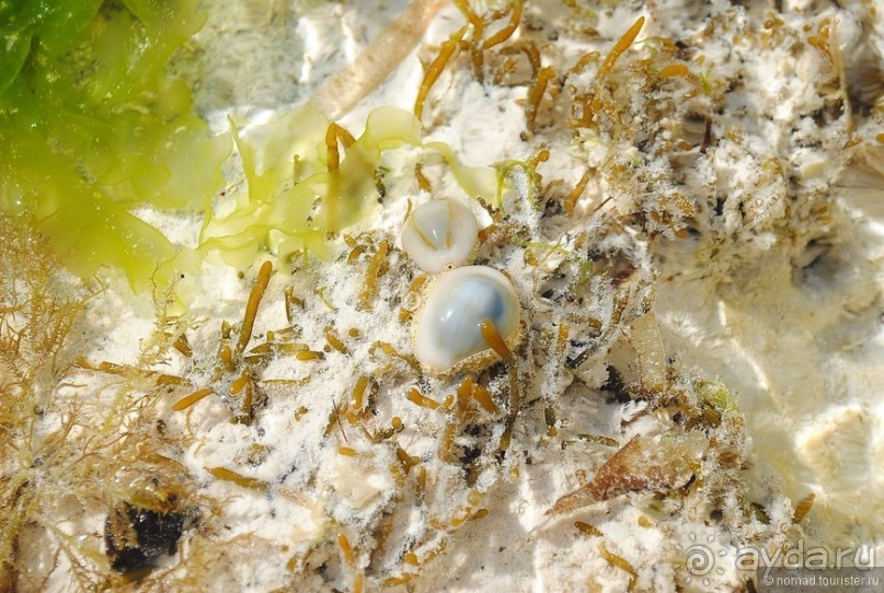 Акуна матата, или даешь сафари! Часть 5