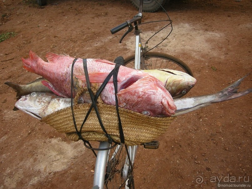 Акуна матата, или даешь сафари! Часть 5