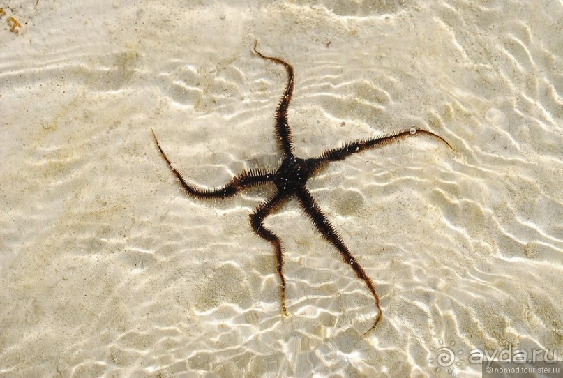 Альбом отзыва "Акуна матата, или даешь сафари! Часть 5"