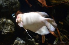 Скандинавские сказки. Хельсинки