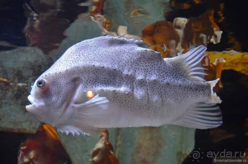 Скандинавские сказки. Хельсинки