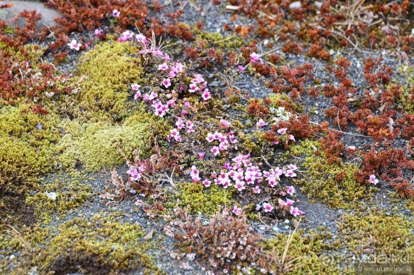 2226 километров по стране чудес. Исландия. Часть 4