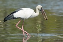 Азиатский квест, или поди туда, не знаю куда. Часть 1