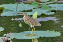 Азиатский квест, или поди туда, не знаю куда. Часть 1