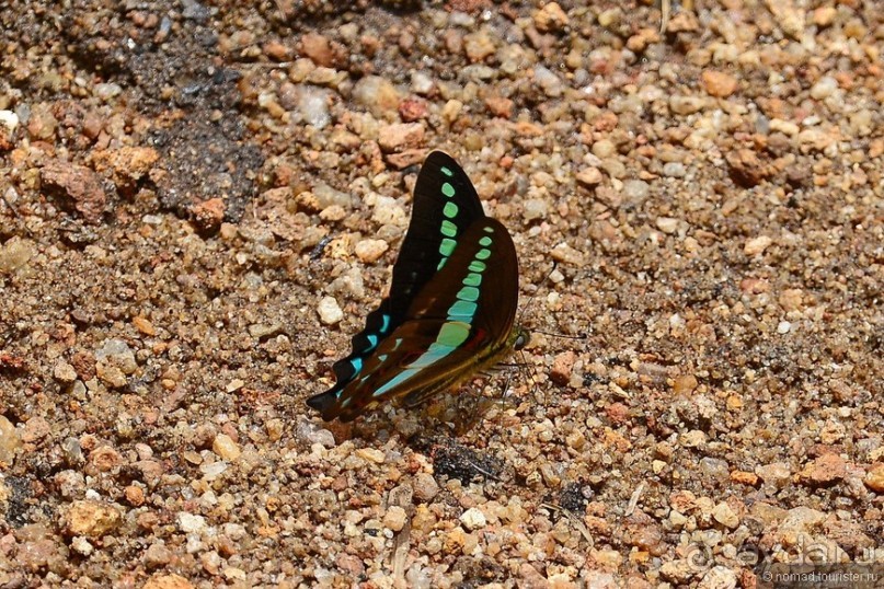 Цейлон на троих. Часть 5