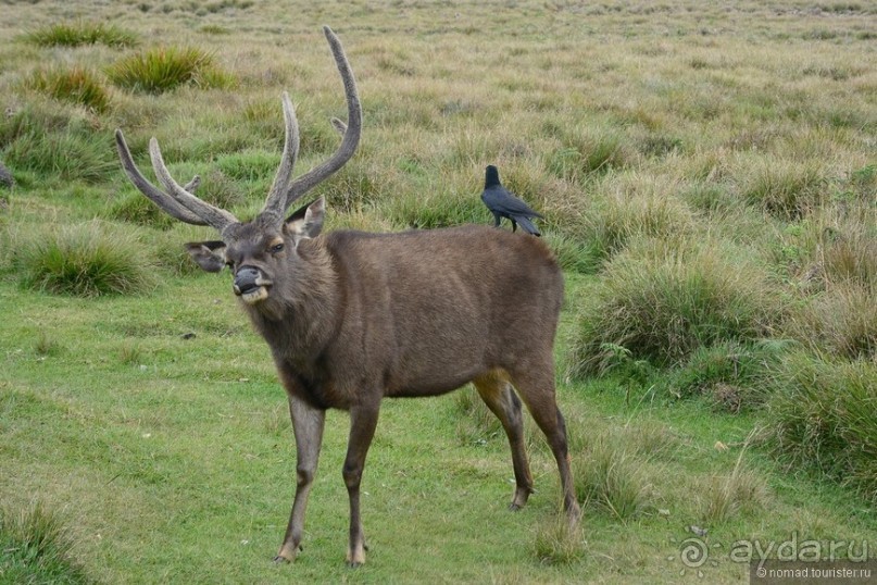 Цейлон на троих. Часть 5