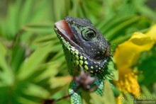 Цейлон на троих. Часть 5