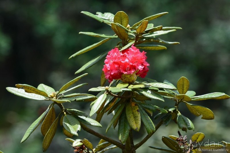 Цейлон на троих. Часть 5