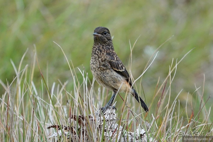 Цейлон на троих. Часть 5