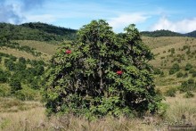 Цейлон на троих. Часть 5