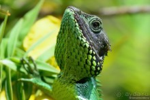 Цейлон на троих. Часть 5