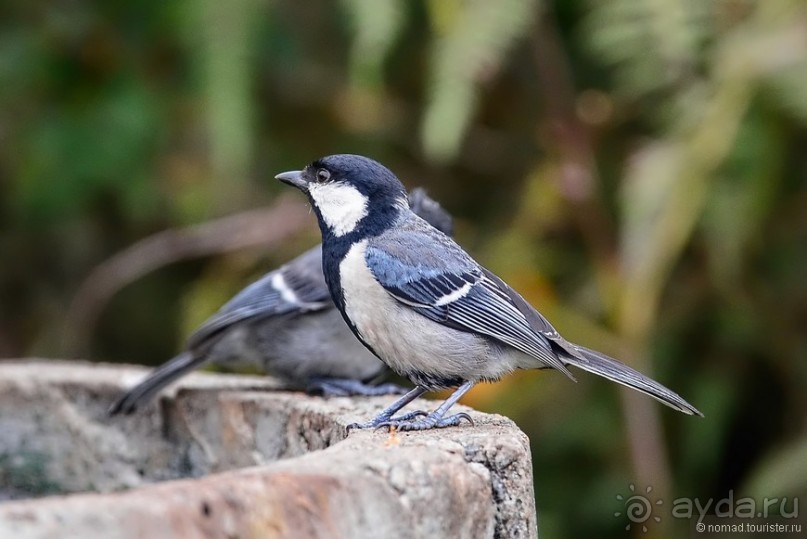 Цейлон на троих. Часть 5