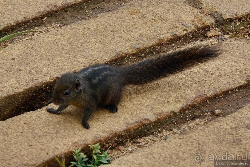 Цейлон на троих. Часть 5