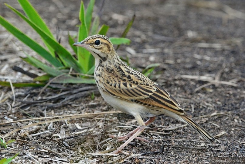 Цейлон на троих. Часть 5