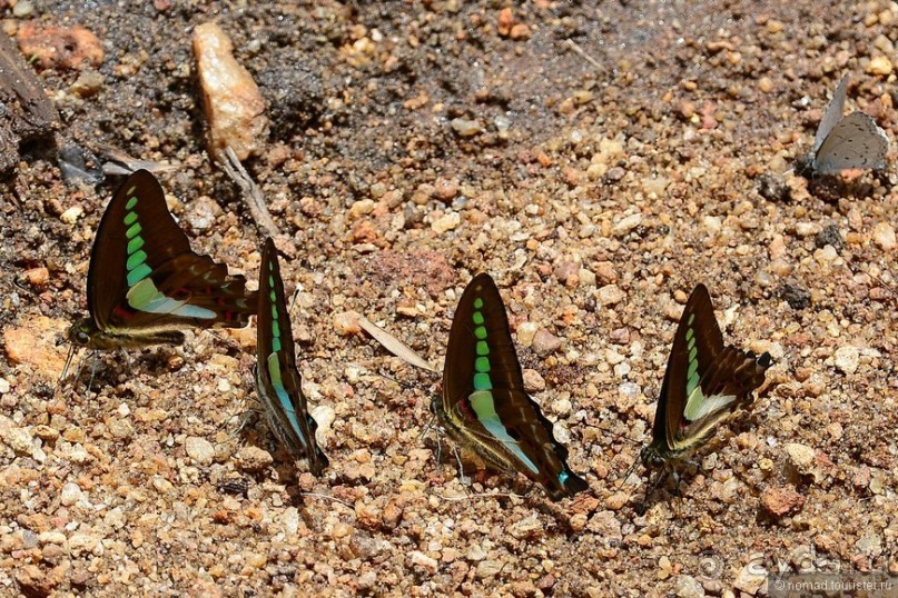 Цейлон на троих. Часть 5