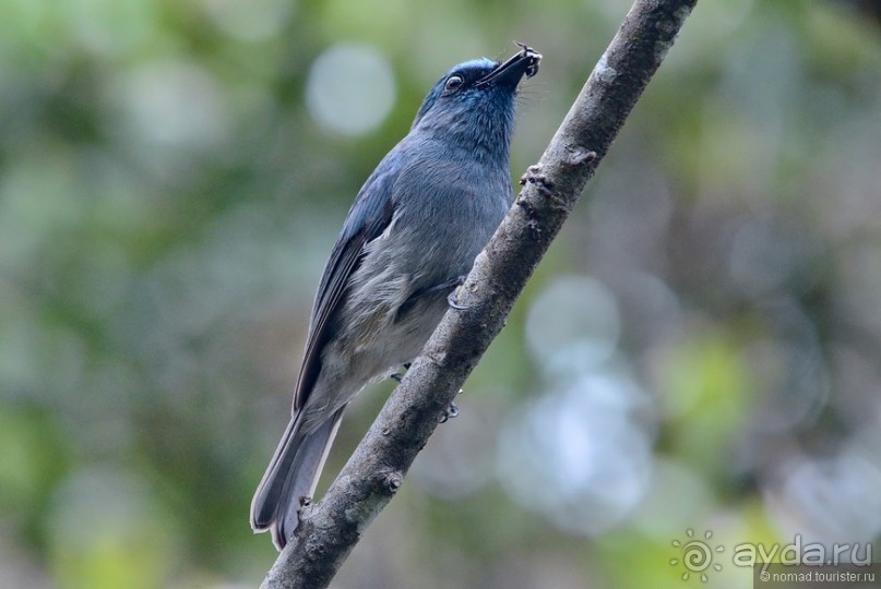 Цейлон на троих. Часть 5