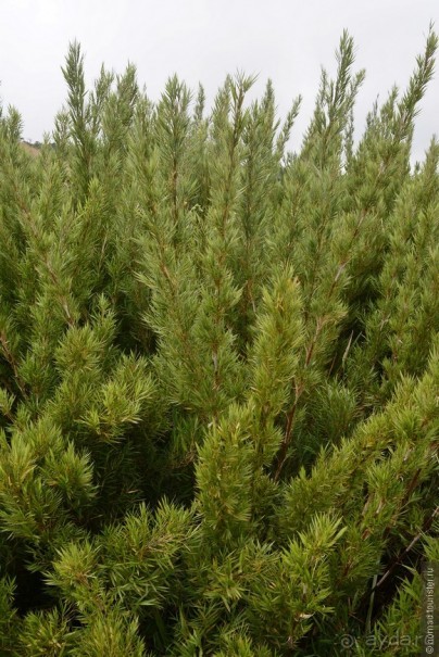 Альбом отзыва "Цейлон на троих. Часть 5"