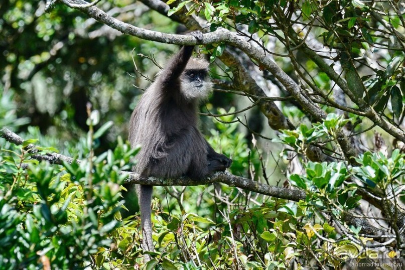 Альбом отзыва "Цейлон на троих. Часть 5"