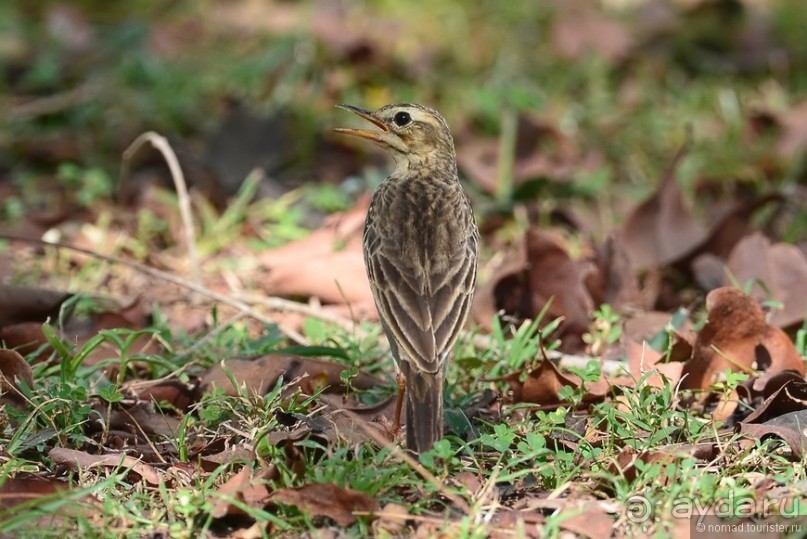 Цейлон на троих. Часть 5