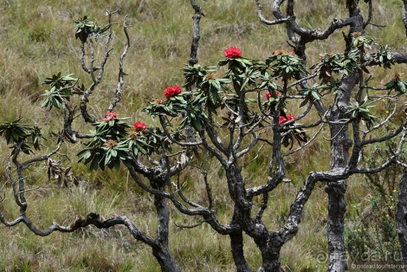 Цейлон на троих. Часть 5