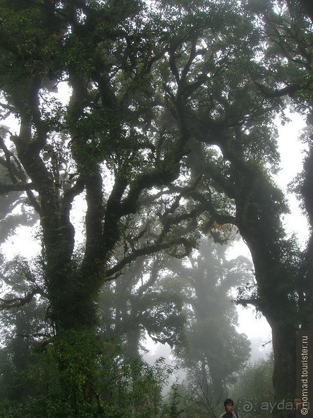 Альбом отзыва "Цейлон на троих. Часть 5"