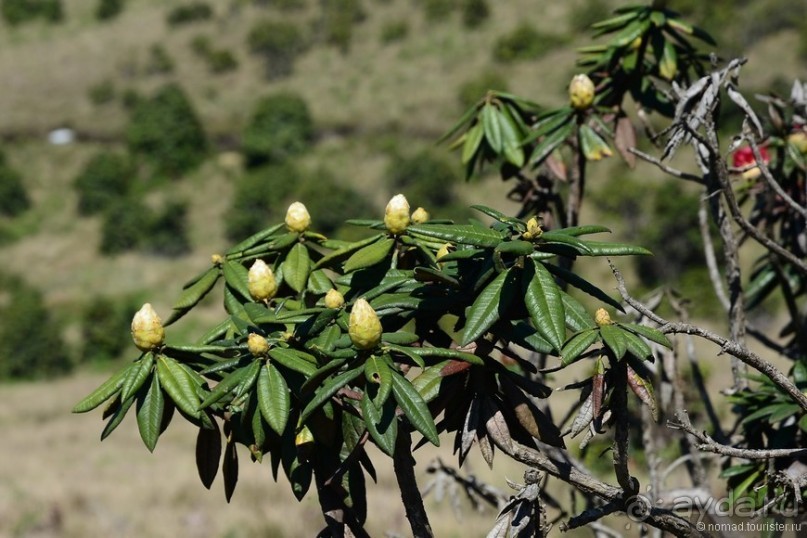 Альбом отзыва "Цейлон на троих. Часть 5"