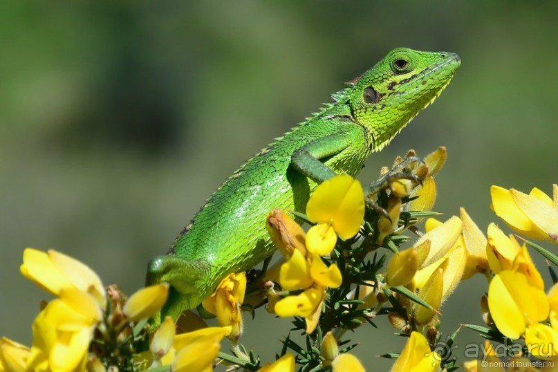 Цейлон на троих. Часть 5