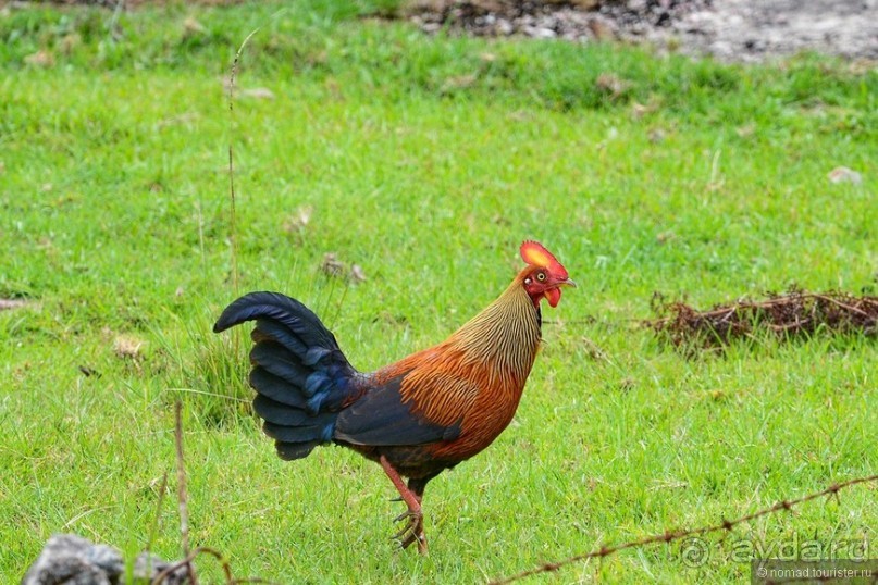 Цейлон на троих. Часть 5