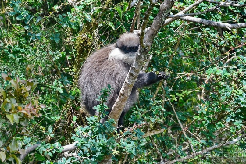 Альбом отзыва "Цейлон на троих. Часть 5"
