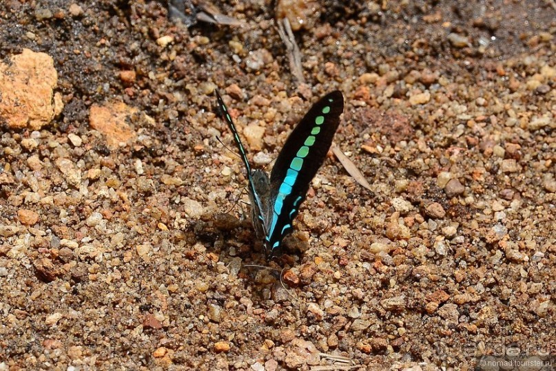 Цейлон на троих. Часть 5