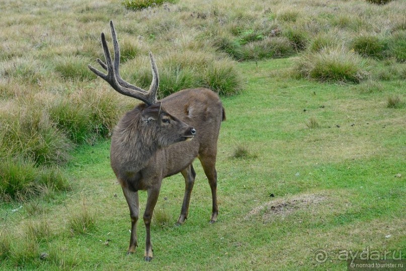 Цейлон на троих. Часть 5