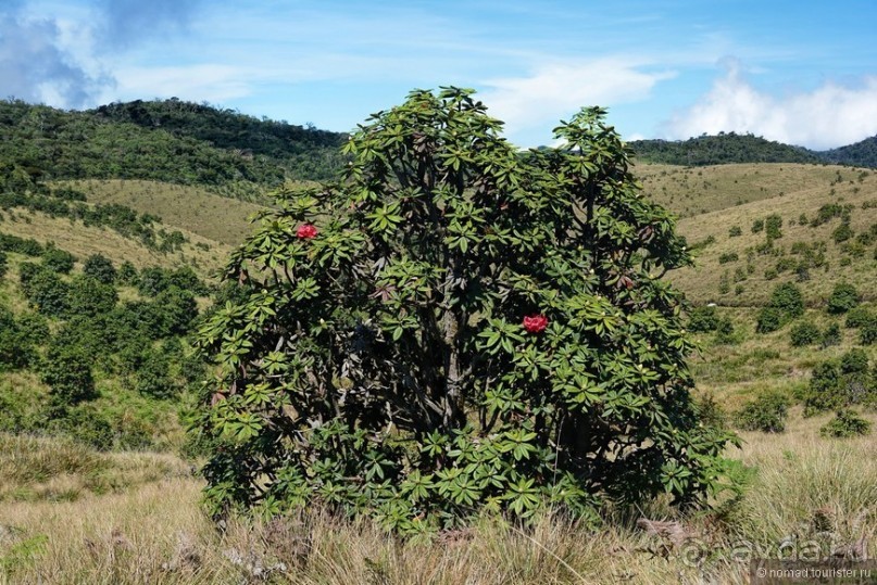 Альбом отзыва "Цейлон на троих. Часть 5"