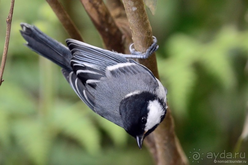 Цейлон на троих. Часть 5