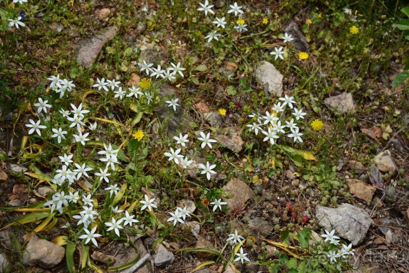 Прогулки из Стамбула. Принцевы острова - 2