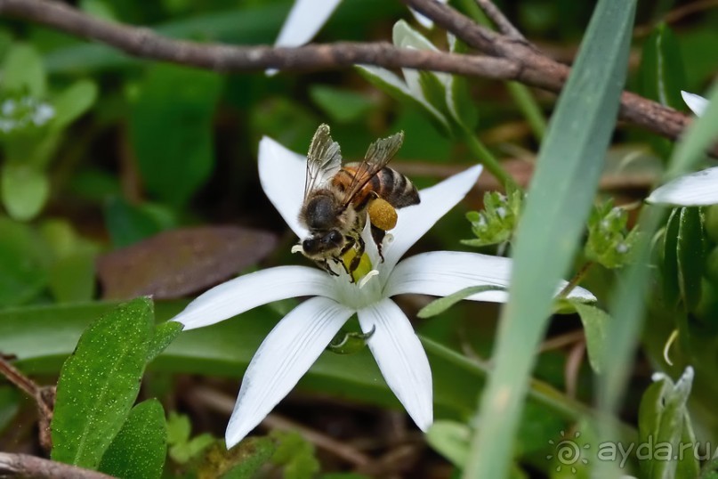Прогулки из Стамбула. Принцевы острова - 2