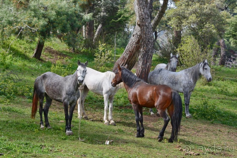 Прогулки из Стамбула. Принцевы острова - 2