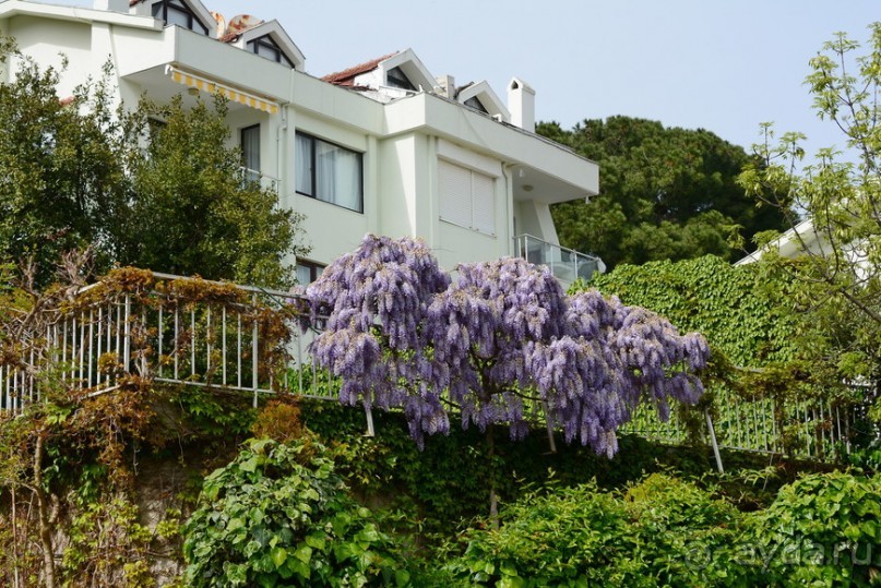 Прогулки из Стамбула. Принцевы острова - 2