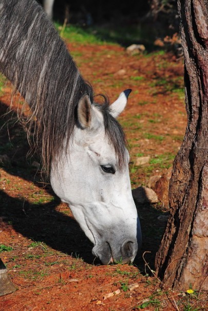 Прогулки из Стамбула. Принцевы острова - 2
