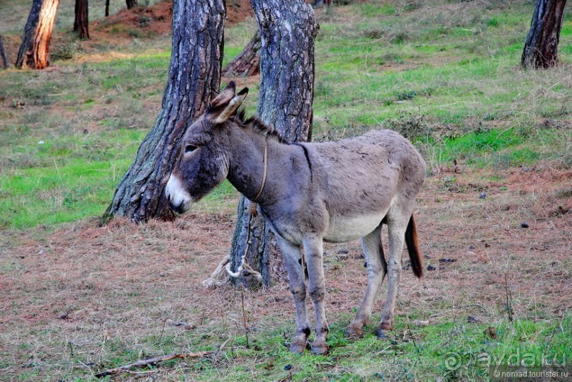 Прогулки из Стамбула. Принцевы острова - 2