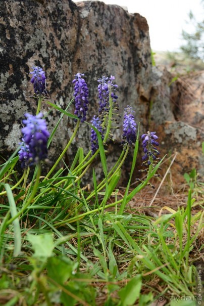 Прогулки из Стамбула. Принцевы острова - 2