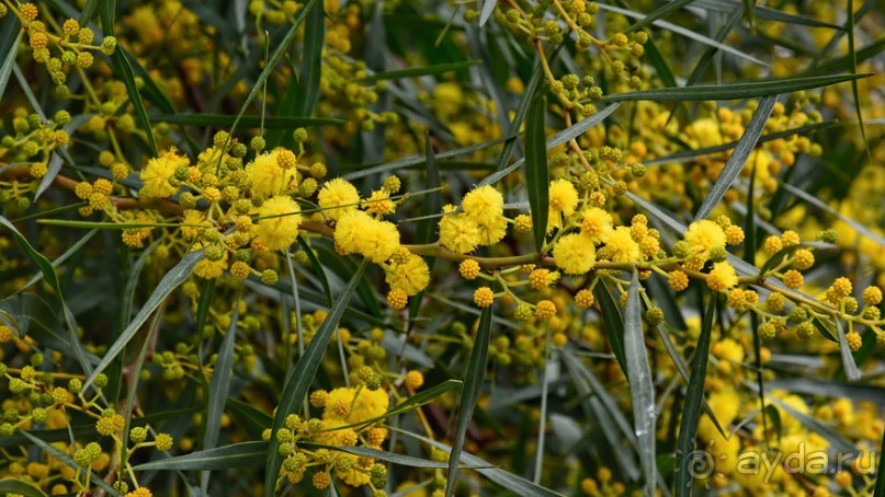 Прогулки из Стамбула. Принцевы острова - 2