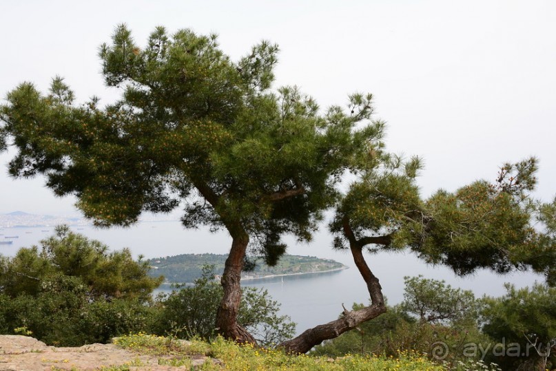 Прогулки из Стамбула. Принцевы острова - 2