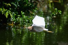 Птицы Шри-Ланки