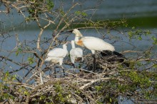 Птицы Шри-Ланки