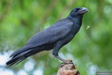 Птицы Шри-Ланки