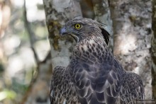 Птицы Шри-Ланки