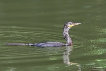Птицы Шри-Ланки