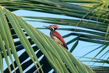 Птицы Шри-Ланки