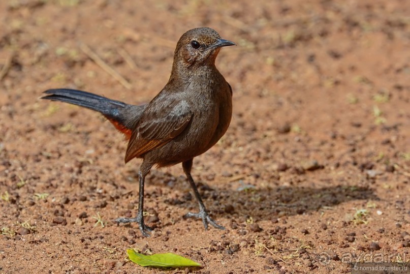 Птицы Шри-Ланки