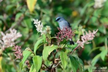 Птицы Шри-Ланки